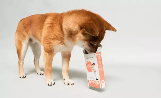 VETSPOT – co to jest i dlaczego zmienia standard opieki nad zwierzętami?